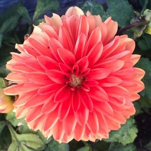 Meet your Posher, Mari